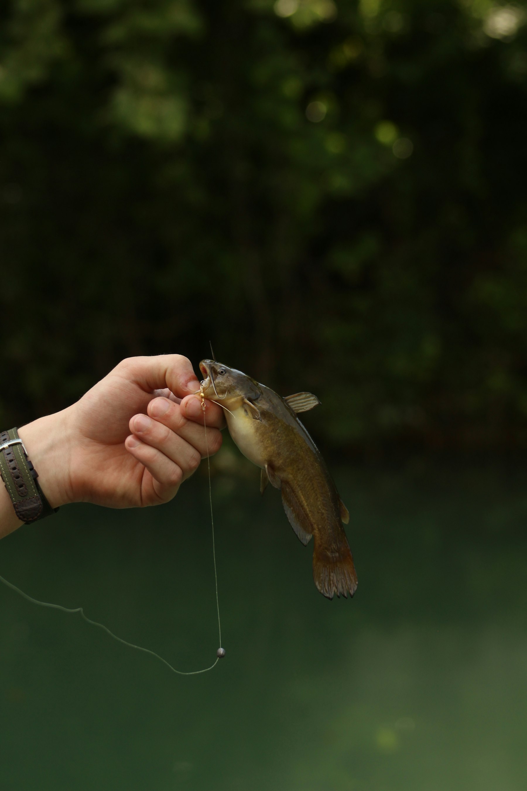 Boilies